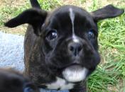 mercedes as a puppy